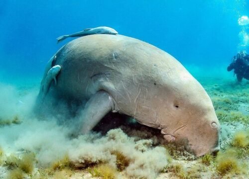 Abu Dabbab Schnorchel-Ausflug| Schwimmen mit Schildkröten