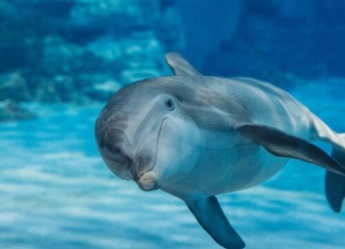 Delfin Ausflug Hurghada – VIP Elite Ausflug